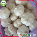 Chine Shandong Jinxiang Fresh Fresh Crop Ail